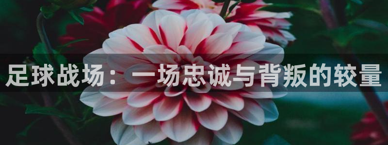 足球战场：一场忠诚与背叛的较量
