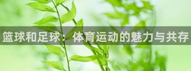 篮球和足球：体育运动的魅力与共存