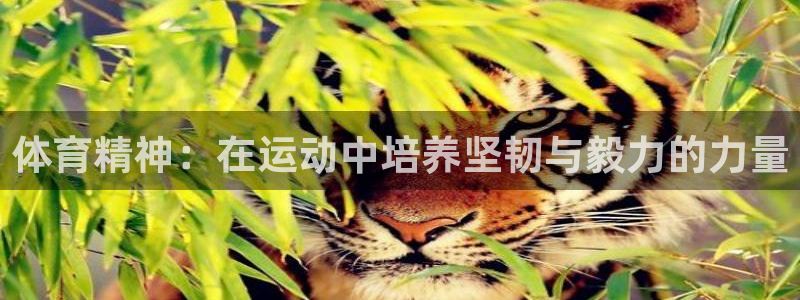 球速体育