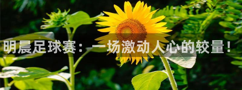 明晨足球赛：一场激动人心的较量！